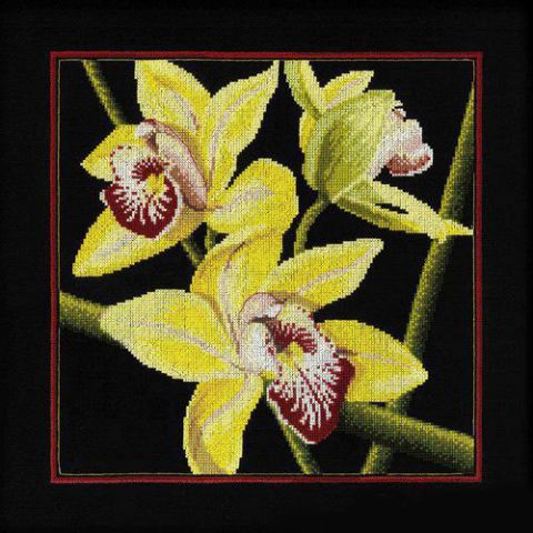 Orchids "Cymbidium"