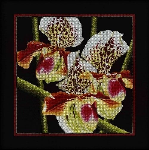 Orchids "Paphiopedilum"