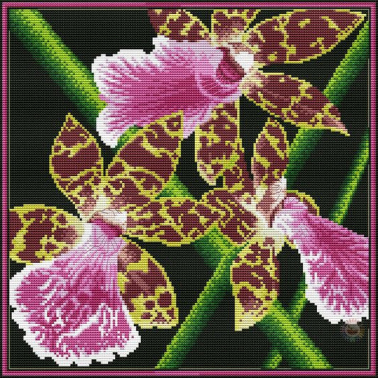 Orchids